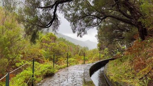 PR6 hiking trail to the 25 springs, along water channel, Levada das 25 Fontes, laurel forest,