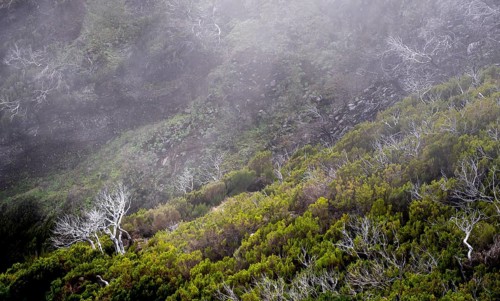 Burnt trees in fog, along hiking trail PR 1, 2 to Pico Ruivo, fog, Madeira, Portugal