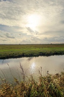 Moist meadows with reeds in the evening sun with the Hunte at Dümmer See, Lower Saxony