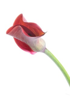 Pink Calla, Rehmann Calla (Zantedeschia rehmannii)