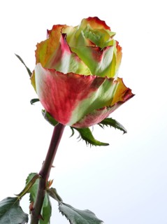 Hybrid rose (Rosa hybrida)