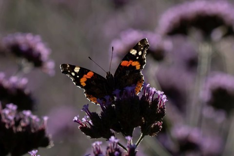 Red admiral butterfly (Vanessa atalanta) adult insect feeding on garden purple Verbena flowers in