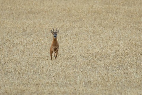 Roe deer (Capreolus capreolus) adult animal male roebuck running in a farmland wheat field in