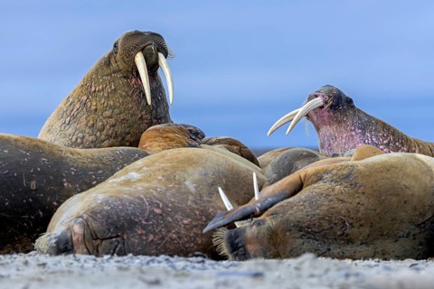 Atlantic walruses (Odobenus rosmarus) colony resting at terrestrial haulout / haul-out on beach