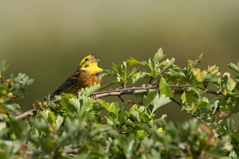 Yellowhammer (Emberiza citrinella) adult male bird singing in a hawthorn hedgerow in summer,