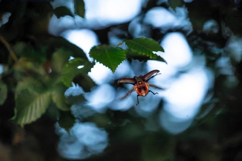 Stag beetle hovers in the trees of the Voralb at sunset