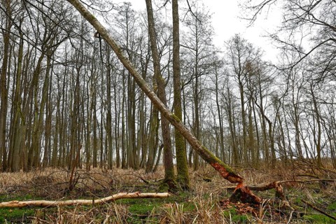 Beaver (Castor fibre), tree felled by a beaver, activities of a beaver, beaver cutting, Peene
