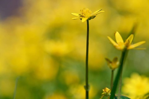 Lesser celandine (Ficaria verna, synonym: Ranunculus ficaria L.), flowers in a damp location, Peene