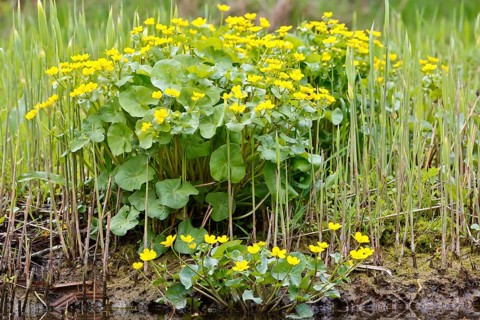 Marsh marigold (Caltha palustris), flowers in a wetland habitat, Peene Valley nature park Park,
