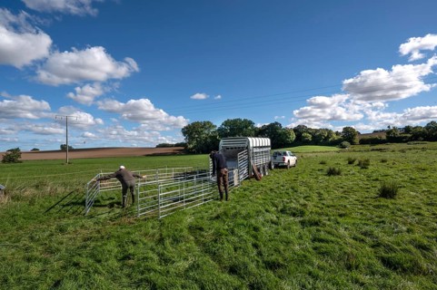 Shepherds build a ferch and prepare sheep load with a double-decker animal transporter on the