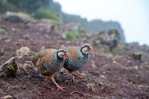 Red-legged partridge (Alectoris rufa), Madeira, Portugal