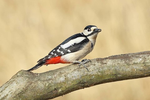 Great spotted woodpecker (Dendrocopos major), male, sitting on a branch, wildlife, animals, birds,