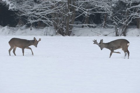 Roe deer (Capreolus capreolus) Bucks in velvet antlers sit with their forelegs in the snow on the