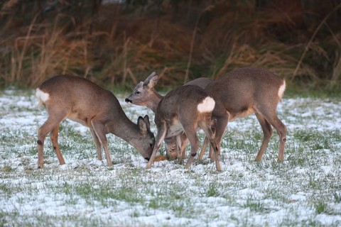 Roe deer (Capreolus capreolus) doe (left and right) and two buck fawns in the snow at the Kirrung
