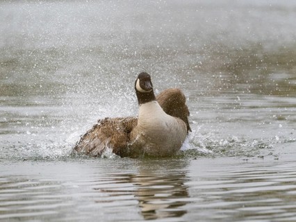 A Canada goose bathing, Ümminger See, Bochum, North Rhine-Westphalia, Germany