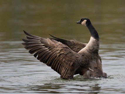 A Canada goose flaps its wings after plumage care, Ümminger See, Bochum, North Rhine-Westphalia,