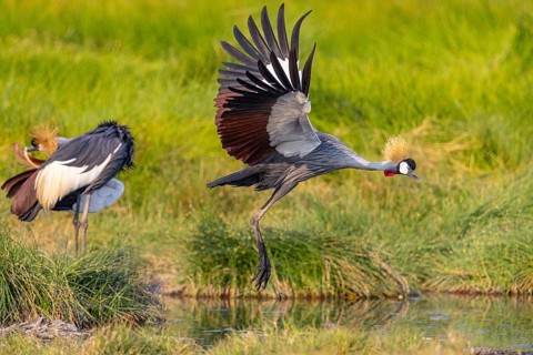 Crowned Crane (Balearica regulorum) courtship behavier South Luangwa NP Zambia August