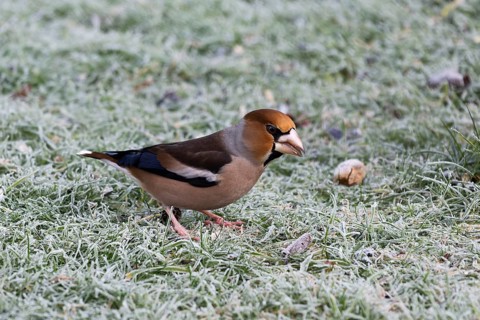 Hawfinch (Coccothraustes coccothraustes) searching for food in winter, North Rhine-Westphalia,