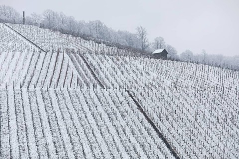Snowy vineyards in the Stuttgart region in winter. Winter view of the vineyards in Fellbach,