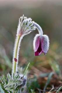 Meadow Pasque Flower, Meadow Pasque Flower, Black Pasque Flower (Pulsatilla pratensis), flower in