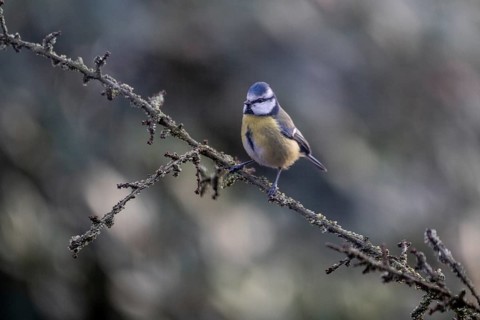 Blue tit (Parus caerulea), Emsland, Lower Saxony, Germany