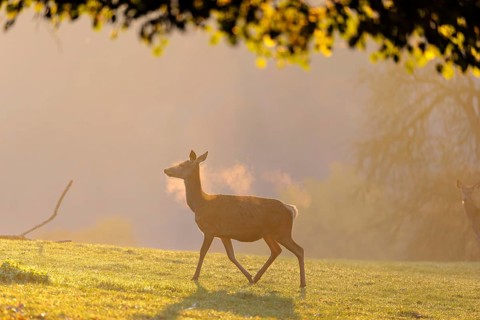 A herd of red deer cows (Cervus elaphus) standing on a meadow in backlit condition. Fog covers the