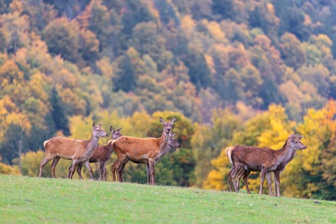 A herd of red deer cows (Cervus elaphus) stands in a meadow. In the background, a forest can be