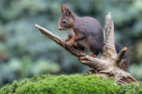 Squirrel (Sciurus vulgaris), Emsland, Lower Saxony, Germany
