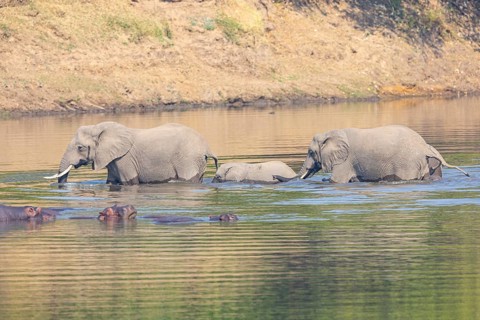 Family of the African elephant (Loxodonta africana) crossing the Luangwa River in Zambia