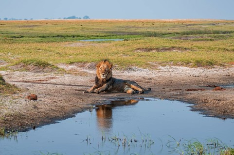 Maned lion, lion (Panthera leo), Ihaha, Chobe National Park, Botswana
