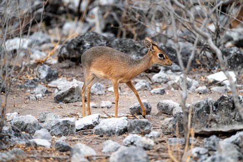 Damara dik-dik or kirk dik-dik (Madoqua kirkii), adult animal in the undergrowth, Etosha National
