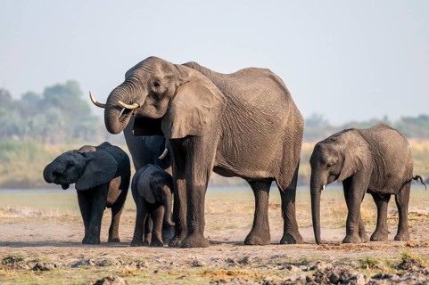 Herd of African elephants (Loxodonta africana), Ihaha, Chobe National Park, Botswana