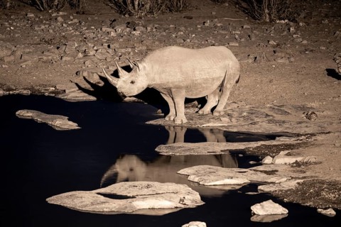 Night shot, black rhino (Diceros bicornis), Okaukuejo waterhole, Etosha National Park, Namibia