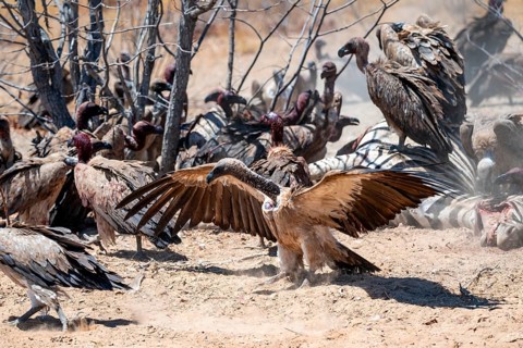 Many white-backed vultures (Gyps africanus), vultures feeding on carcasses, Etosha National Park,