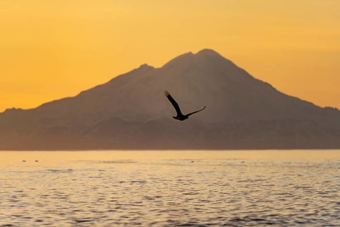 Bald eagle (Haliaeetus leucocephalus) flying in front of mountain silhouettes of the Aleutian chain