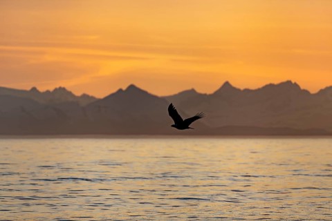 Bald eagle (Haliaeetus leucocephalus) flying in front of mountain silhouettes of the Aleutian