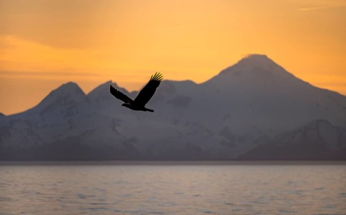 Bald eagle (Haliaeetus leucocephalus) flying in front of mountain silhouettes of the Aleutian chain