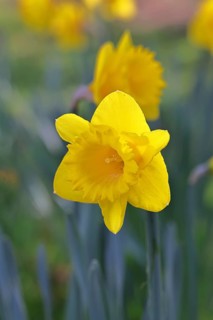 Daffodil (Narcissus), yellow flower in a garden, close-up, Wilnsdorf, North Rhine-Westphalia,