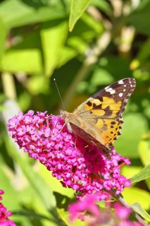 Thistle butterfly (Vanessa cardui) on a Buddleja davidii flower, Wilnsdorf, North Rhine-Westphalia,