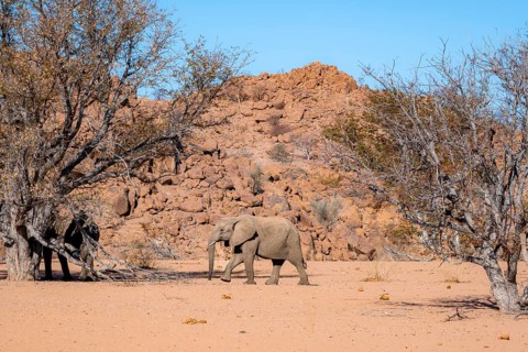 African elephant (Loxodonta africana), desert elephant in barren desert landscape, riverbed of the
