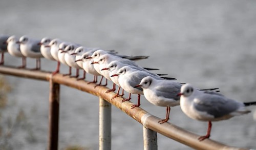 Black-headed gulls in winter dress, on a railing on the Rhine near Duisburg-Walsum, North