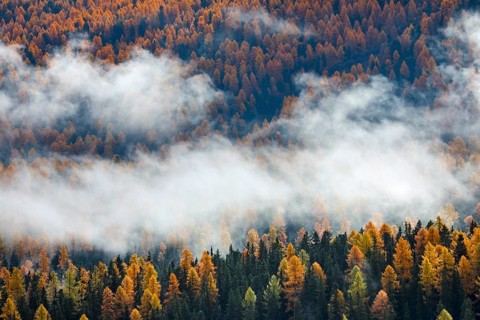 Coniferous forest with larch and spruce trees crossed by clouds of fog, Engadin, Canton of