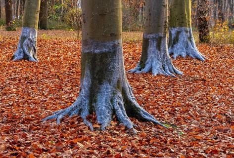 Protection against beaver damage, with whitish paint containing quartz sand, painted trees in the
