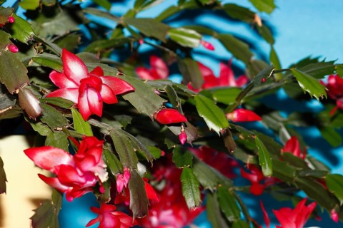 Christmas cactus (Schlumbergera truncata), flowers, in studio, North Rhine-Westphalia, Germany