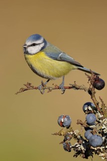 Blue tit (Parus caeruleus), sitting on a branch in a blackthorn bush, (Prunus spinosa), sloes, with