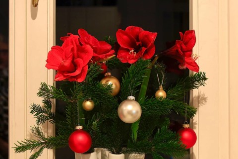 Christmas bouquet with Christmas tree balls and amaryllis, Germany