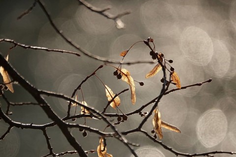 Linden tree in late autumn, Germany