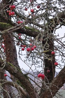 Apples in late autumn, Germany