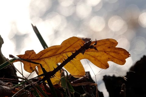 Autumn leaf, late autumn, Germany