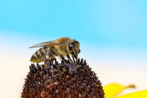 European honey bee (Apis mellifera), collecting nectar from a flower of yellow coneflower